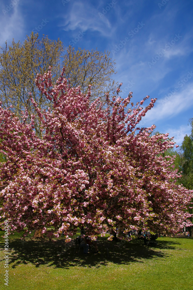 Beautiful pink cherry blossoms (sakura) on sunny blue sky, cherry tree Beautiful pink cherry blossoms (sakura) on sunny blue sky, cherry tree