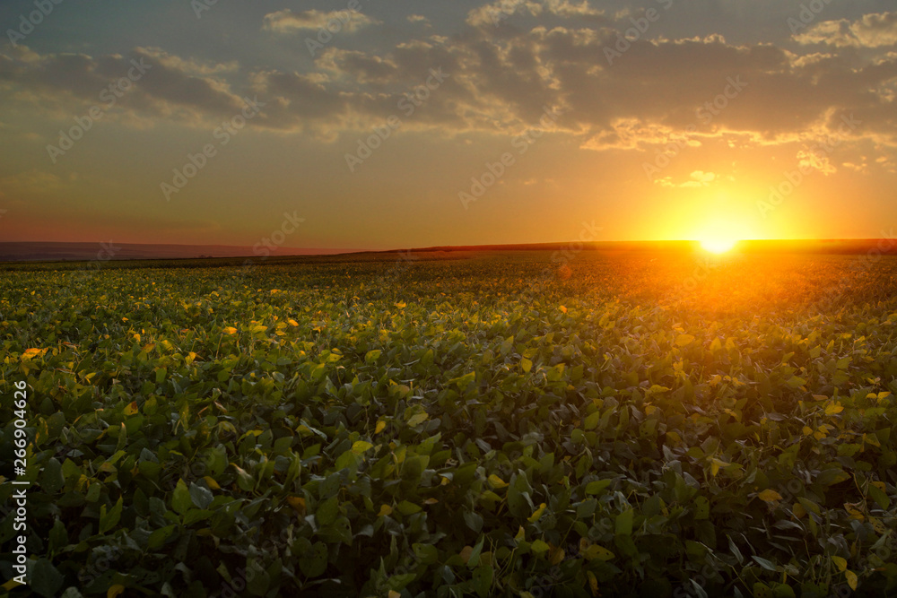 PeanuPeanut field in sunset day. Agriculture. field under a blue sky.