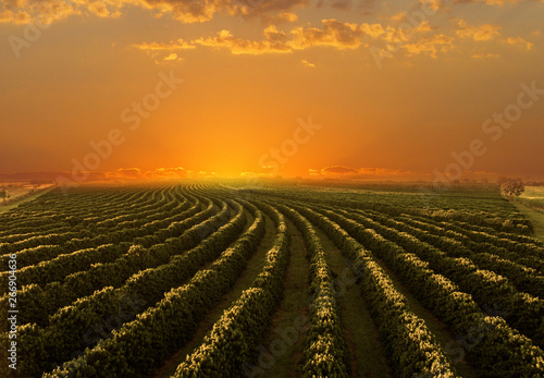 Coffee plantation in sunset day photo