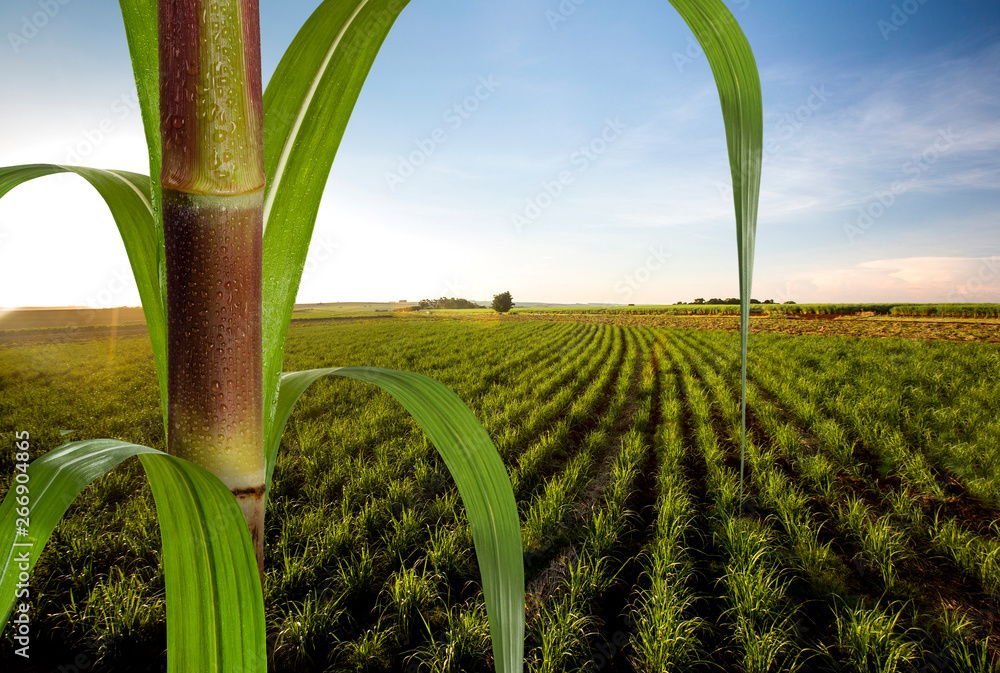 Close up sugarcane with plantation in background. - obrazy, fototapety, plakaty 