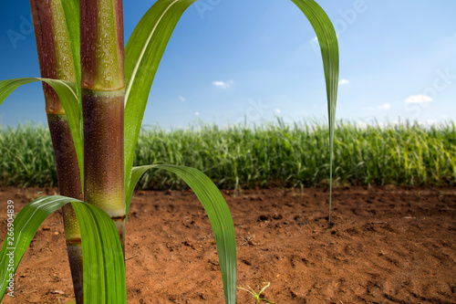 Foto Close up sugarcane with plantation in background.