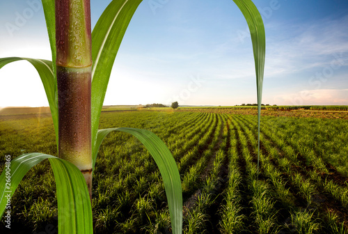 Close up sugarcane with plantation in background. photo