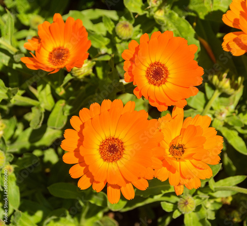 A close up of English Marigold flowers (Calendula Officinalis -an herbaceous perennial plant of the Calendula genus of family Asteraceae family)