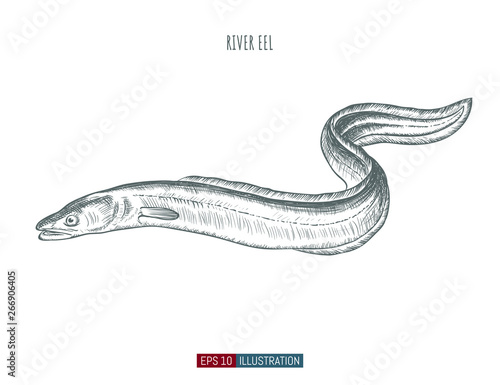 Hand drawn river eel fish isolated. Engraved style vector illustration. Template for your design works.