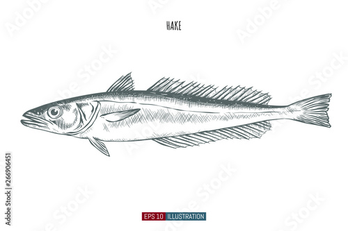 Hand drawn hake fish isolated. Engraved style vector illustration. Template for your design works. photo