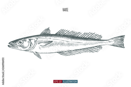 Hand drawn hake fish isolated. Engraved style vector illustration. Template for your design works.