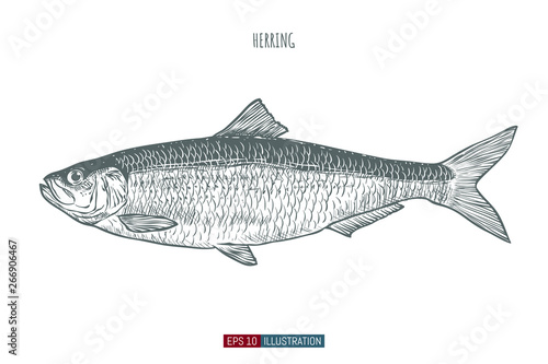 Hand drawn herring fish isolated. Engraved style vector illustration. Template for your design works.