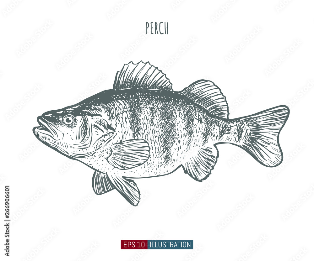 Foto Hand drawn perch fish isolated