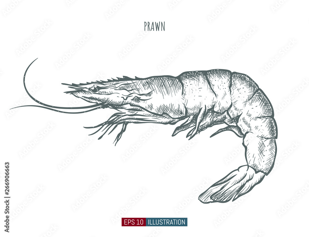 Photography Hand drawn prawn isolated