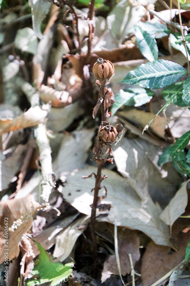 珍 植物 珍 植物