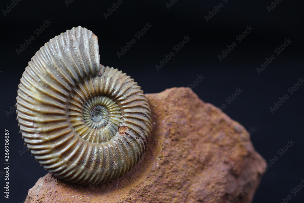 Tableau sur toile Ammonite Parkinsonia from the Bajocian (Middle Jurassic) of the Winnberg quarry