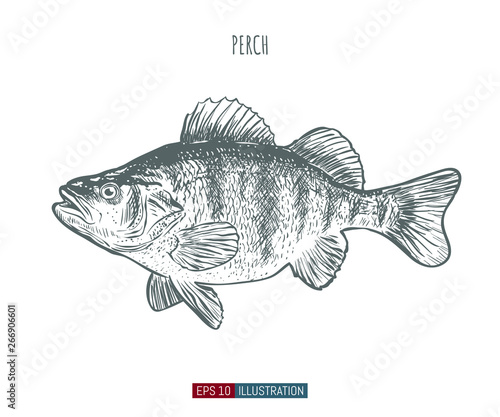 Hand drawn perch fish isolated. Engraved style vector illustration. Template for your design works.