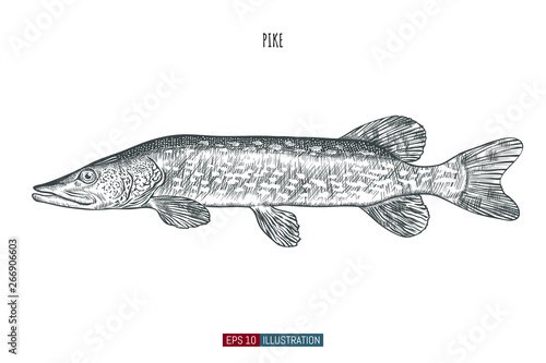 Hand drawn spotted pike fish isolated. Engraved style vector illustration. Template for your design works.