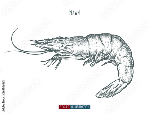 Hand drawn prawn isolated. Engraved style vector illustration. Template for your design works. photo