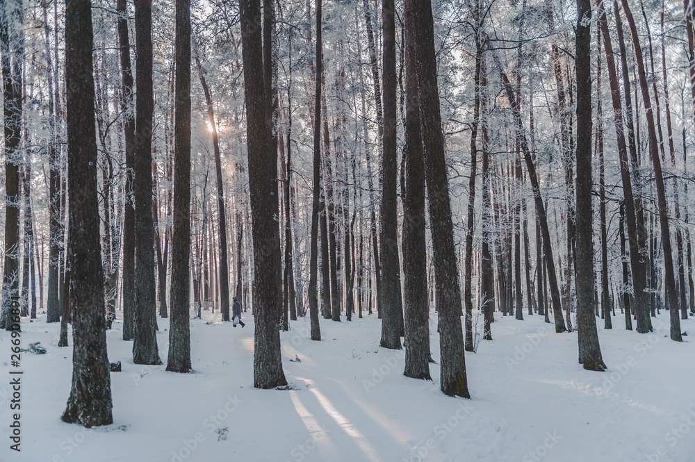 The sun's rays break through the branches of a tree. Frozen park in winter under snow. Latvia. Baltic.