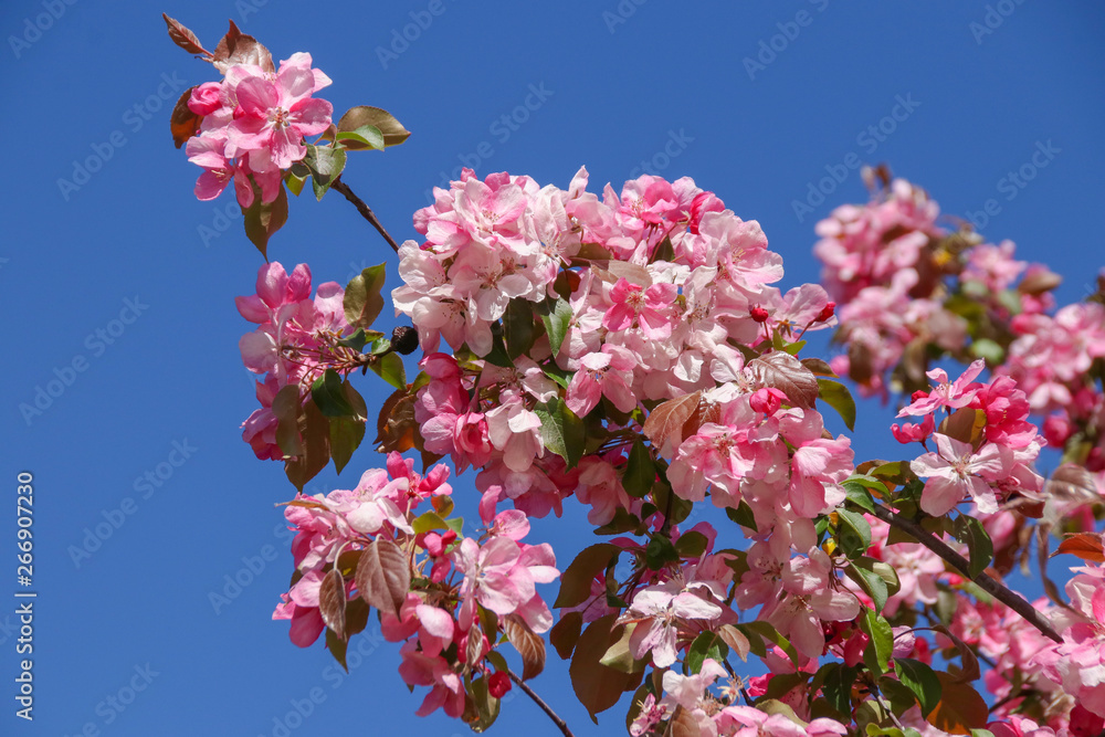 Beautiful pink almond blossoms (Prunus dulcis) in the sunny blue sky