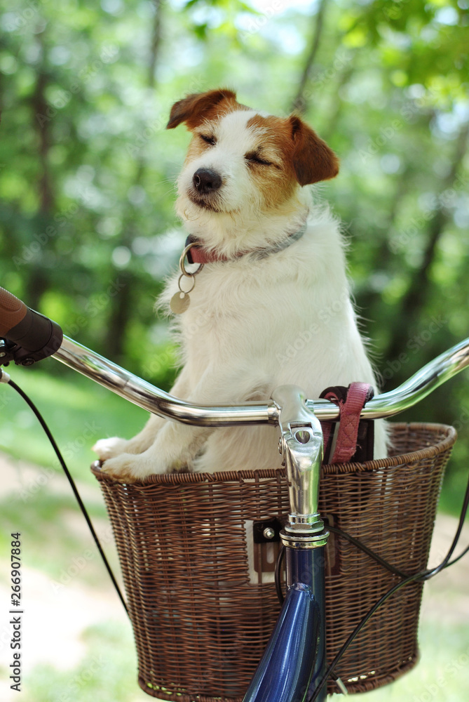 Jack online russell carrier