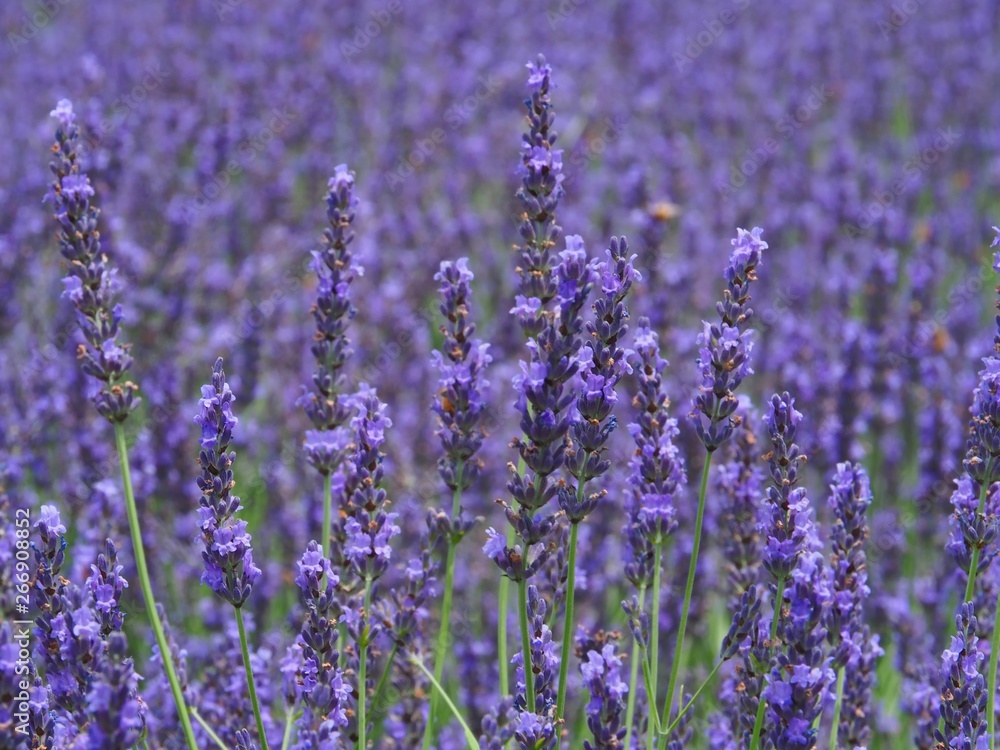 Fototapeta premium Beautiful Lavender Flower Field