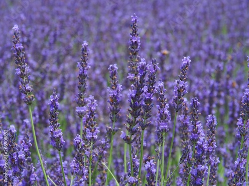 Beautiful Lavender Flower Field