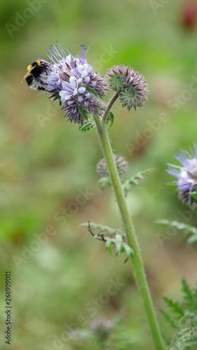 Hummel auf Phacelia, Bumblebee on Phacelia © j+m_palatinate