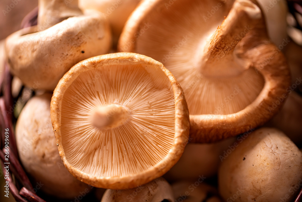 Paris or champignon and Shitake Mushroom on Wood Background Paris or champignon and Shitake Mushroom on Wood Background