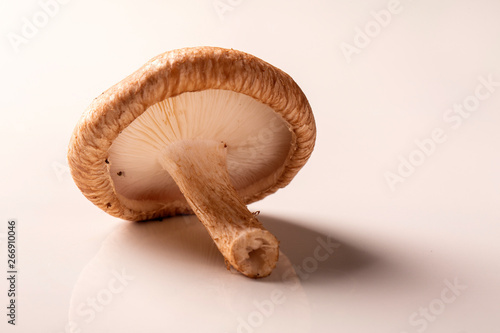 Shitake mushroom. Beautiful mushroom isolated on white background.