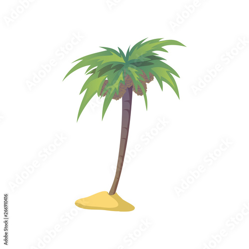 Coconut palm tree with nuts. Vector illustration on white background.