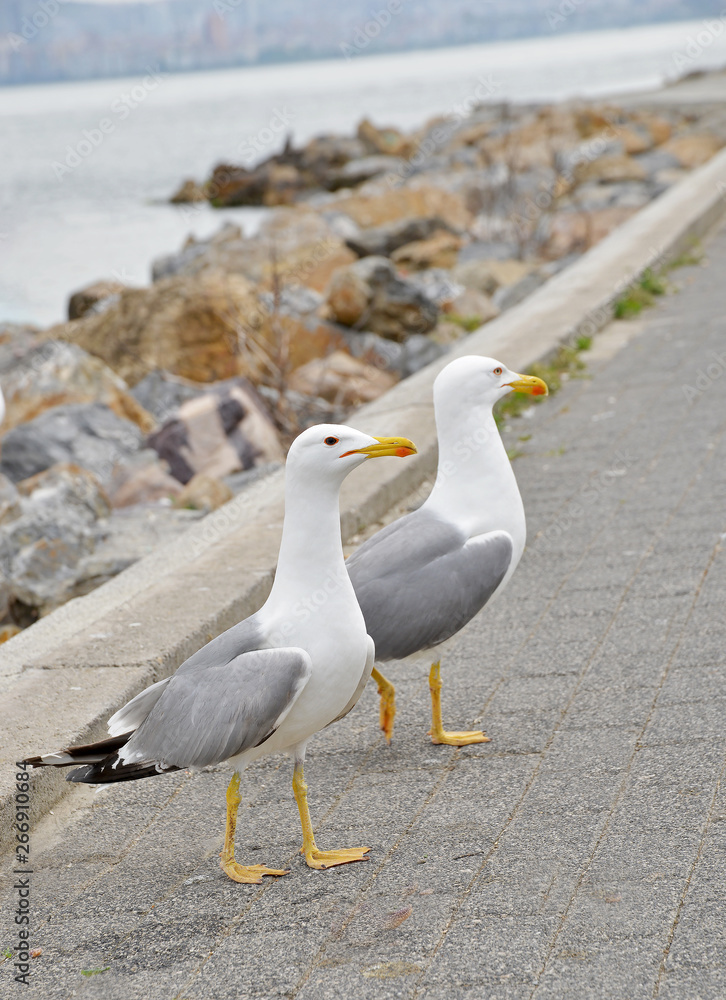 Obraz premium seagulls on the beach