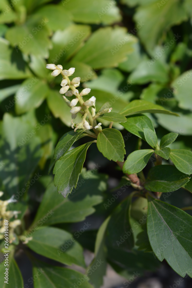Japanese pachysandra Japanese pachysandra