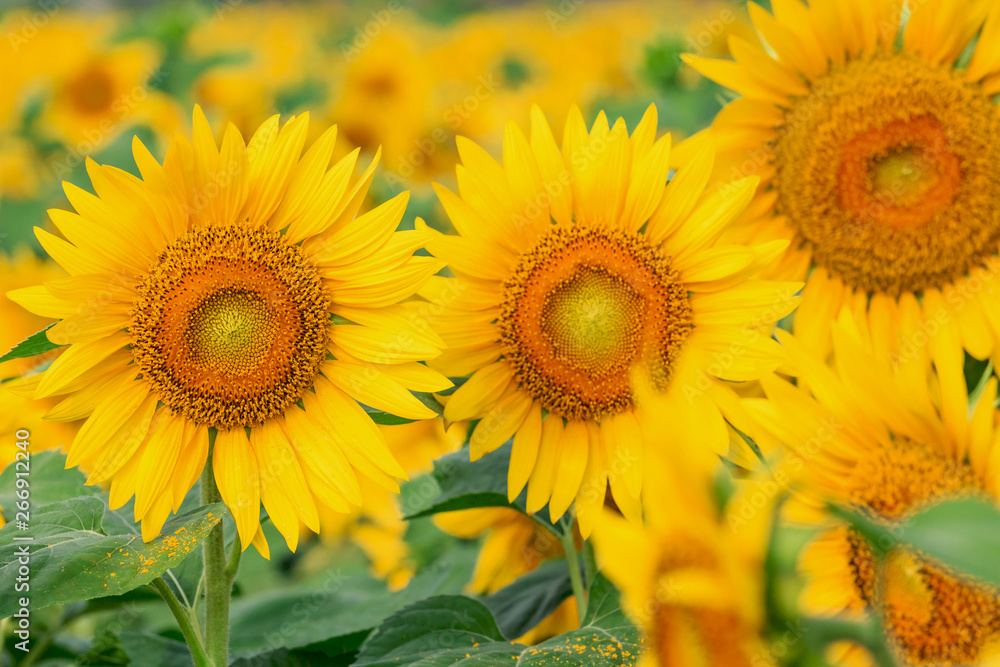 Naklejka premium Sunflower in bloom