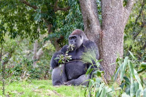 strong gorilla