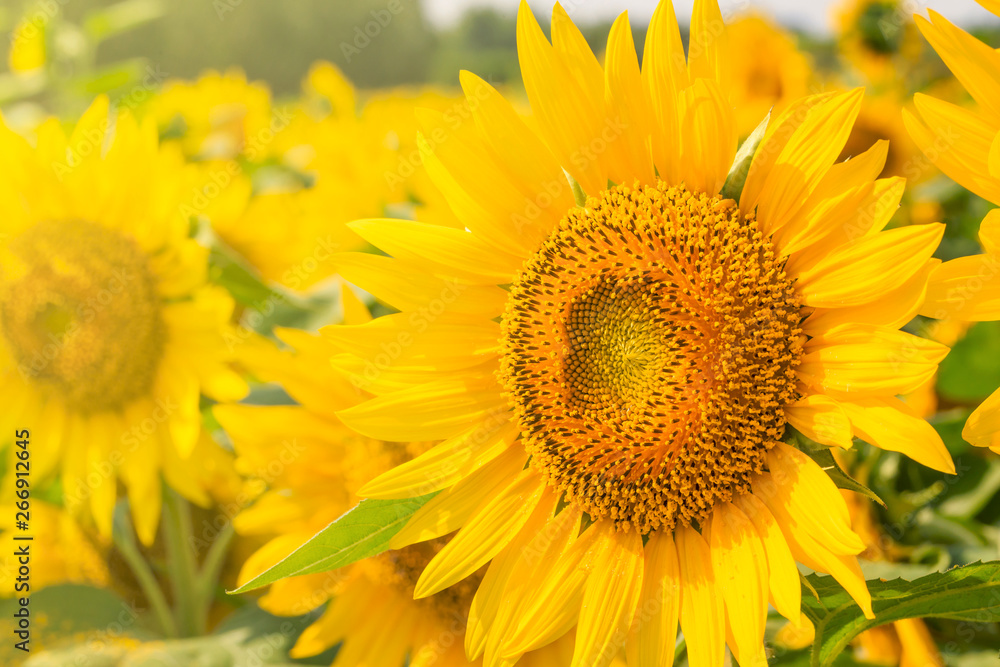 Sunflower in bloom