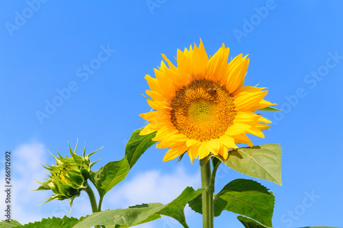 Sunflower in bloom