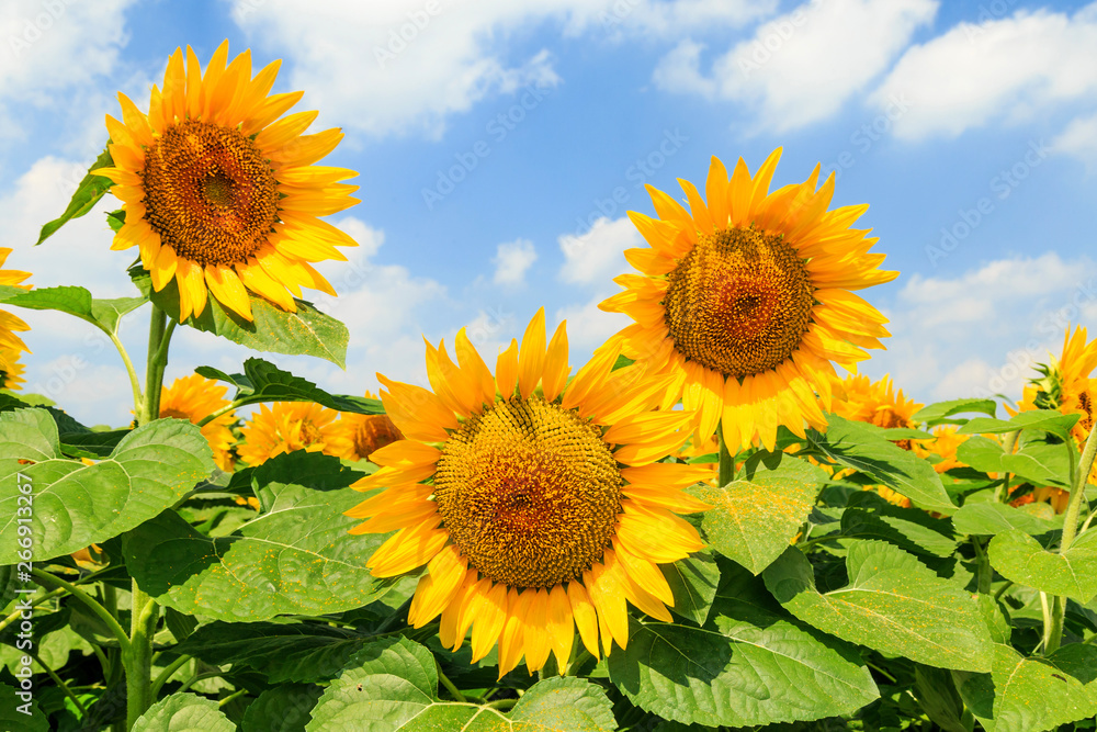 Fototapeta premium Sunflower in bloom