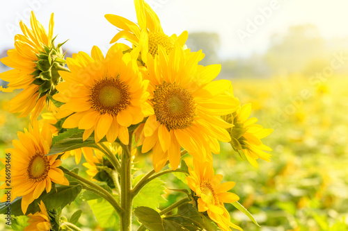 Sunflower in bloom