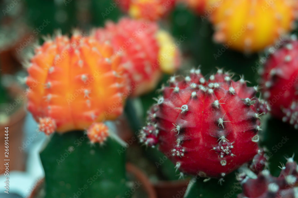 Cactus is a perennial shrub. Cactus is a perennial shrub.