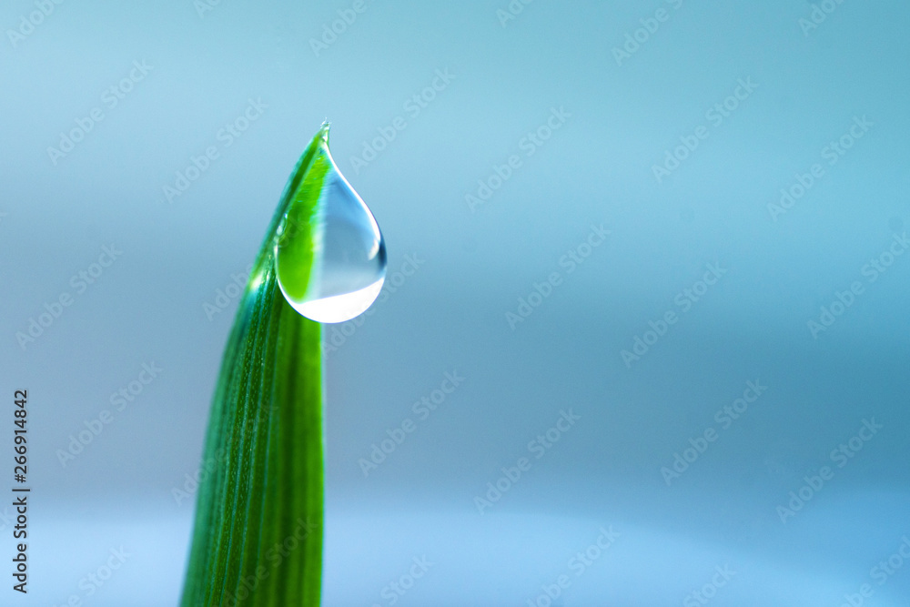 Water dew drop on a grass close up - obrazy, fototapety, plakaty 