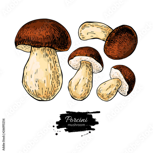 Porcini mushroom hand drawn vector illustration set