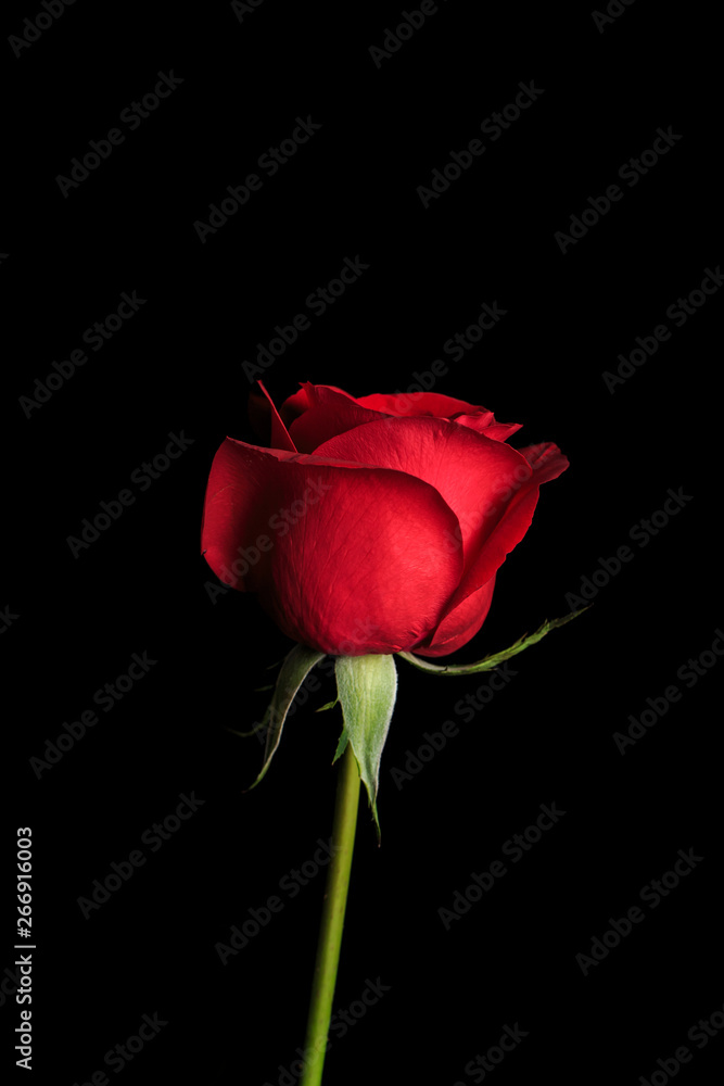 Beautiful and fragrant roses Beautiful and fragrant roses