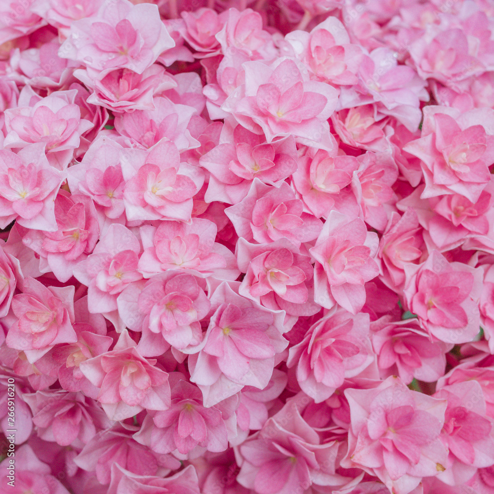Delicate natural floral background in pink pastel colors. Hydrangea flowers in nature close-up with soft focus.