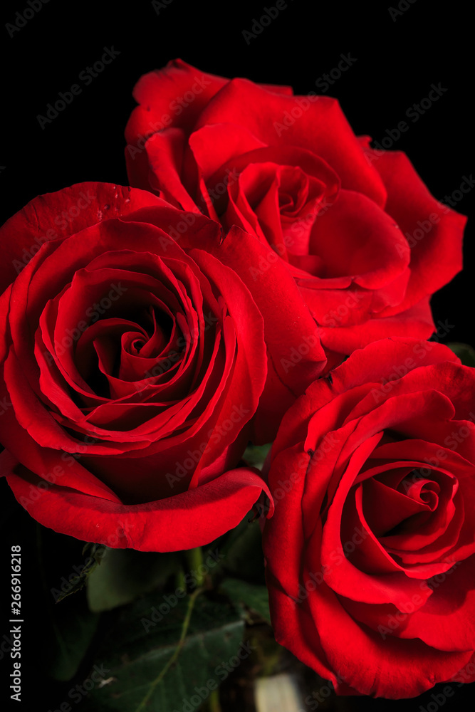 Beautiful and fragrant roses Beautiful and fragrant roses