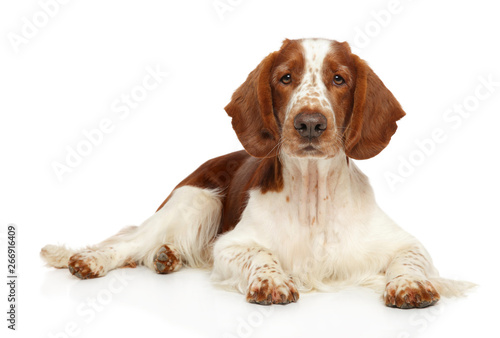 Obraz na płótnie Welsh Springer Spaniel dog