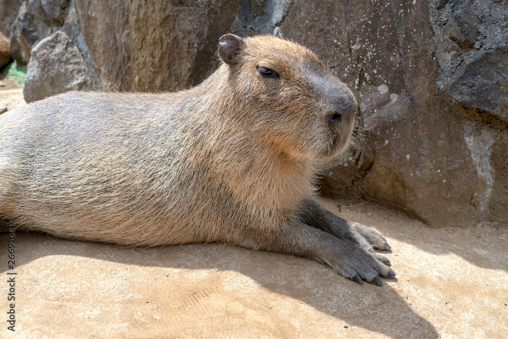カピバラ オニテンジクネズミ Hydrochoerus Hydrochaeris Foto De Stock Adobe Stock カピバラ オニテンジクネズミ Hydrochoerus Hydrochaeris Foto De Stock Adobe Stock
