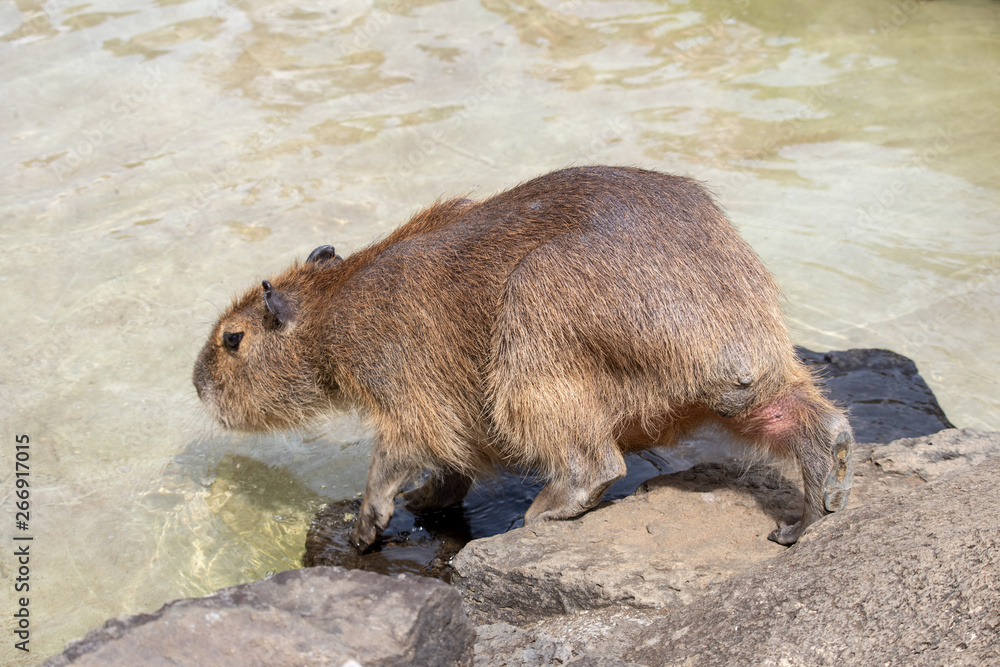 カピバラ オニテンジクネズミ Hydrochoerus Hydrochaeris Stock 写真 Adobe Stock カピバラ オニテンジクネズミ Hydrochoerus Hydrochaeris Stock 写真 Adobe Stock