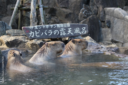 カピバラの温泉