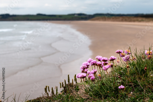 Pink flowers on a cliff