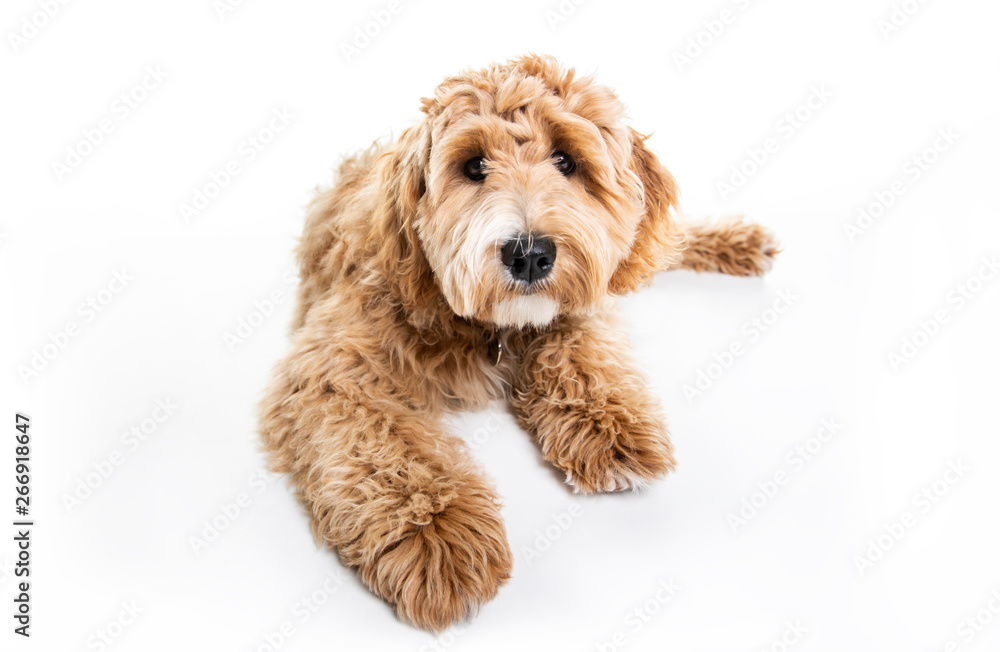 Golden Labradoodle dog isolated on white background