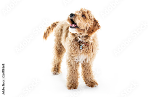 Photography Golden Labradoodle dog isolated on white background