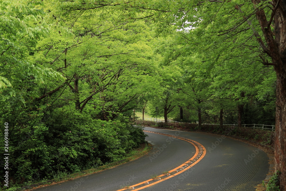 road in the forest during the season of new green leaves