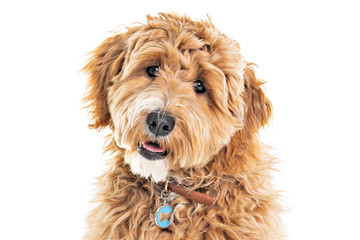 Golden Labradoodle dog isolated on white background